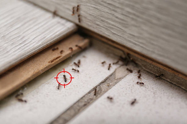 Best Mosquito Control Services  in Coalfield, TN