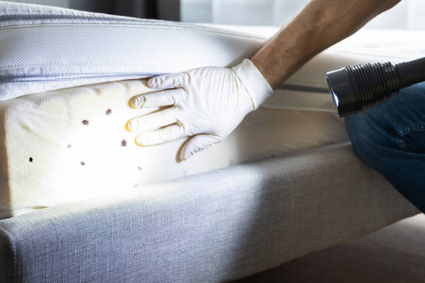 Best Insect Control  in Coalfield, TN