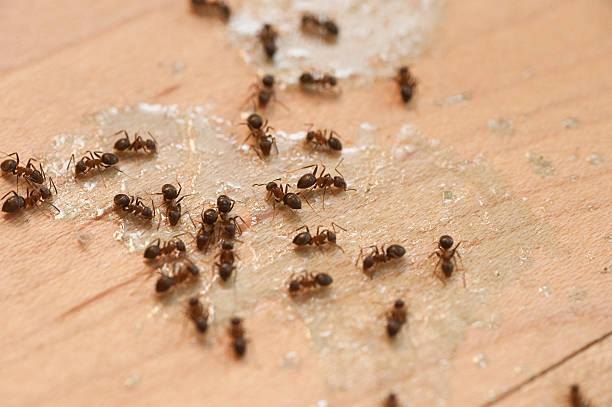 Best Affordable Pest Control Services  in Coalfield, TN